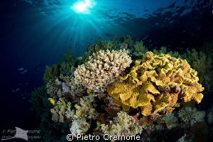 reefscape in dappled light by Pietro Cremone 
